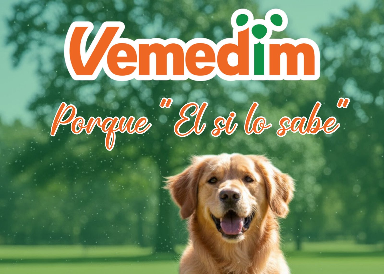 vemedim perros mesa de trabajo 1 copia